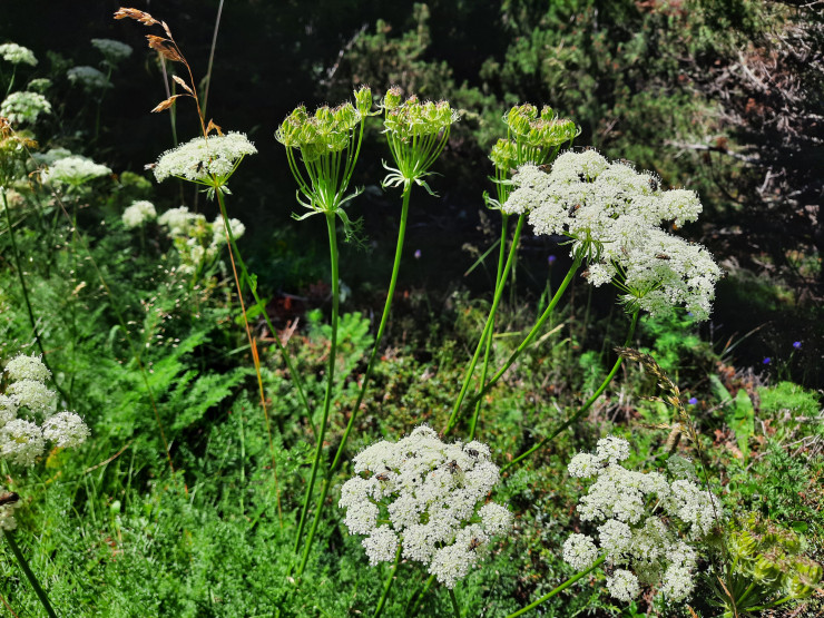 Kräuter und Unkräuter